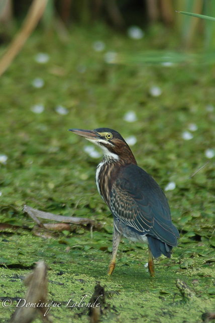 Héron vert / Green Heron / Butorides virescens