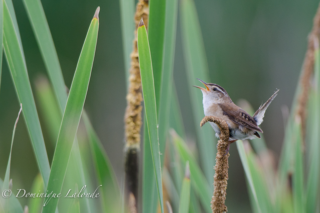 Troglodyte des marais / Marsh Wren / Cistothorus palustris