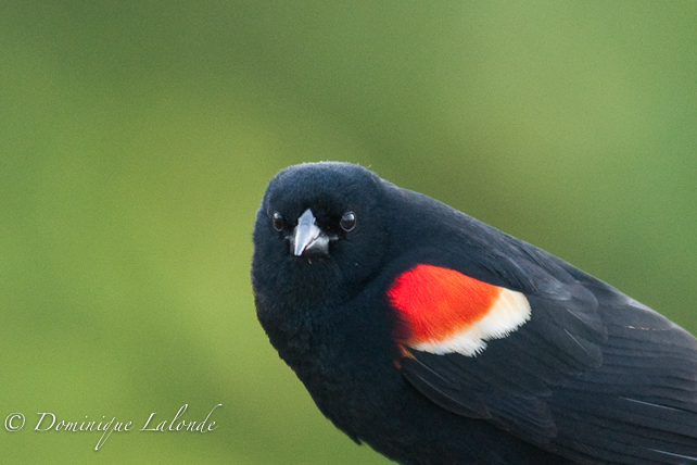 Carouge à épaulettes / Red-winged black bird / Agelaius phoeniceus