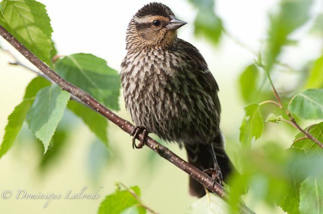 Carouge à épaulettes / Red-winged black bird / Agelaius phoeniceus