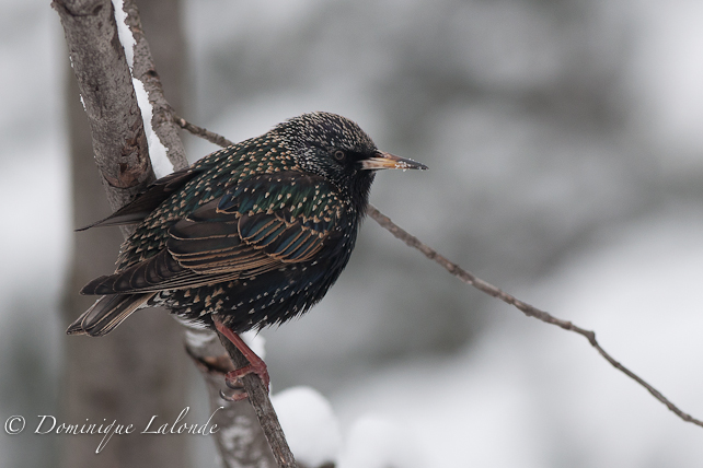 Étourneau sansonnet / European Starling / Sturnus vulgaris