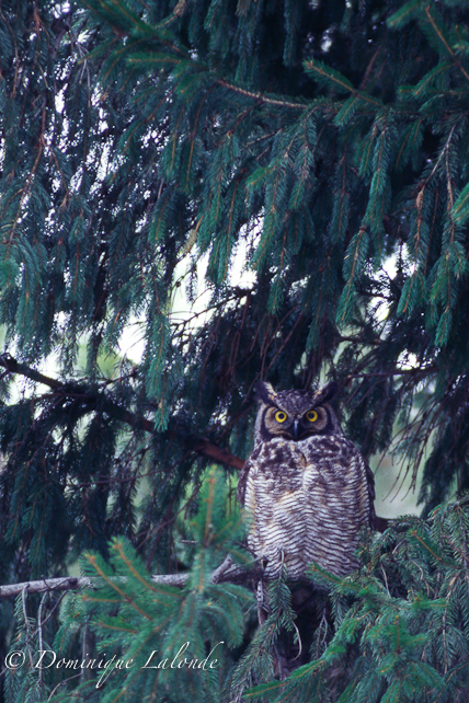 Grand-Duc d'Amérique / Great Horned Owl / Bubo virginianus