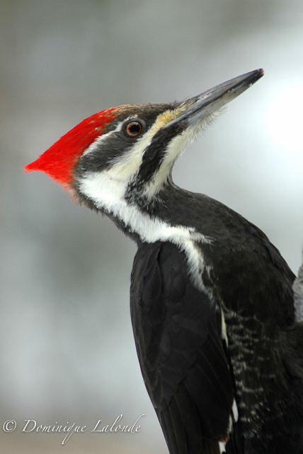 Grand Pic / Pileated Woodpecker / Dryocopus pileatus