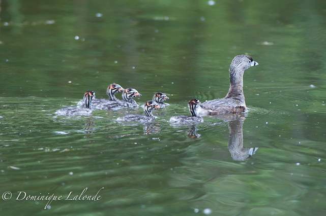 Grèbe à bec bigarré / Pied-billed Grebe / Podilymbus podiceps