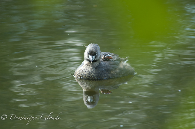 Grèbe à bec bigarré / Pied-billed Grebe / Podilymbus podiceps