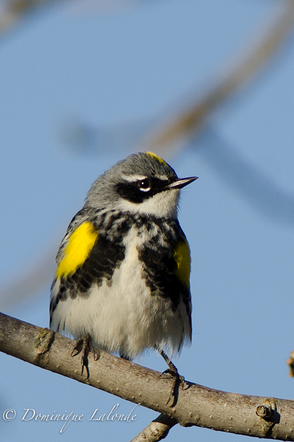 Paruline à croupion jaune / Yellow-rumped Warbler / Dendroica coronata