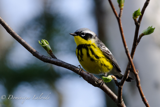Paruline à tête cendrée / Magnolia Warbler / Dendroica magnolia