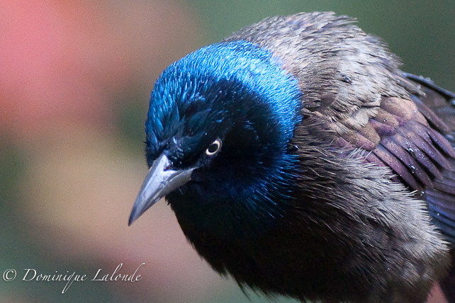 Quiscale bronzé / Common Grackle / Quiscalus quiscalus