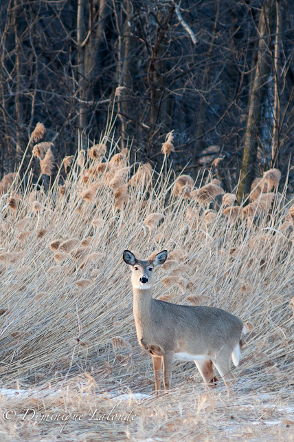 Cerf de Virginie / White-tailed deer / Odocoileus virginianus