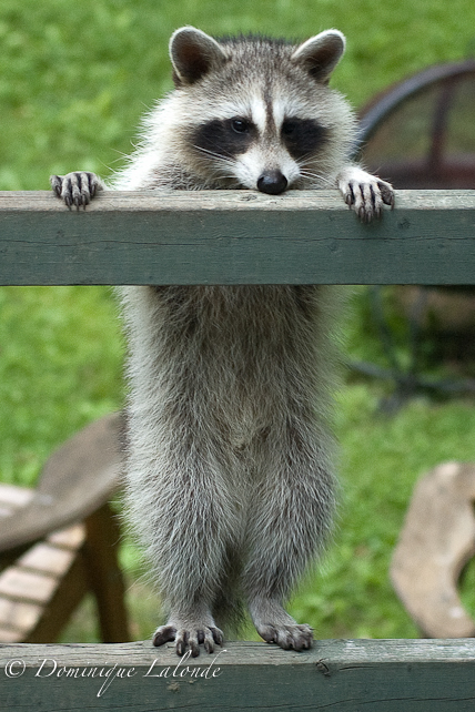 Raton laveur / Raccoon / Procyon lotor