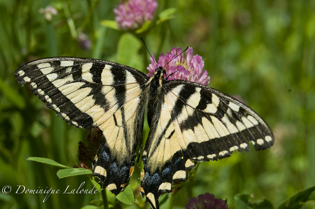 Papillon tigré du Canada / Canadian Tiger Swallowtail / Pterourus glaucus canadensis