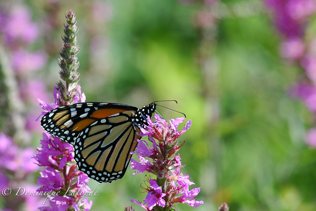 Monarque / Monarch / Danaus plexippus plexippus
