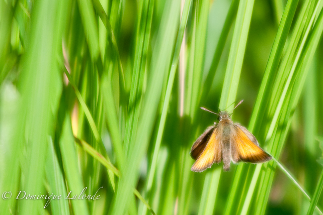 Hespérie des graminées / European Skipper / Thymelicus lineola