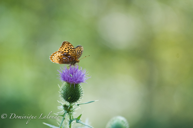 Argynne cybèle / Great Sprangled Fritillary / Speyeria cybele cybele